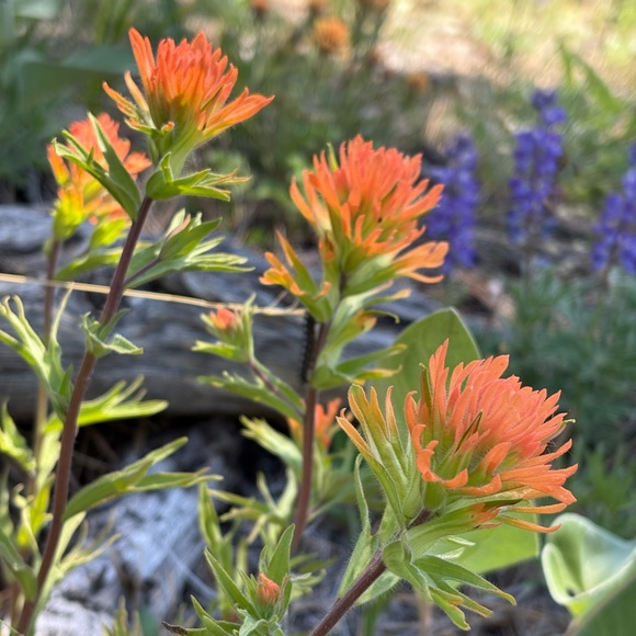 Meet your Posher, Heather - Picture 4 of 4